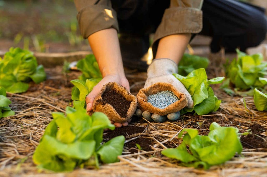Aplicação de insumos agrícolas no solo com fertilizantes naturais em cultivo de hortaliças