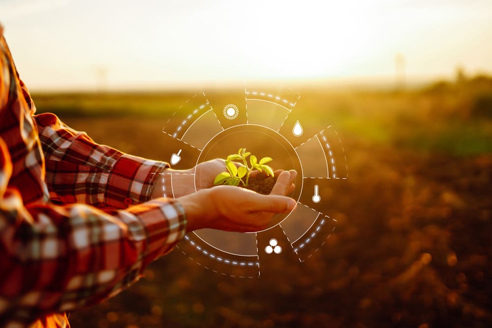 Mãos segurando muda em área agrícola, simbolizando práticas sustentáveis orientadas por receituário agronômico e uso responsável de insumos no agronegócio.